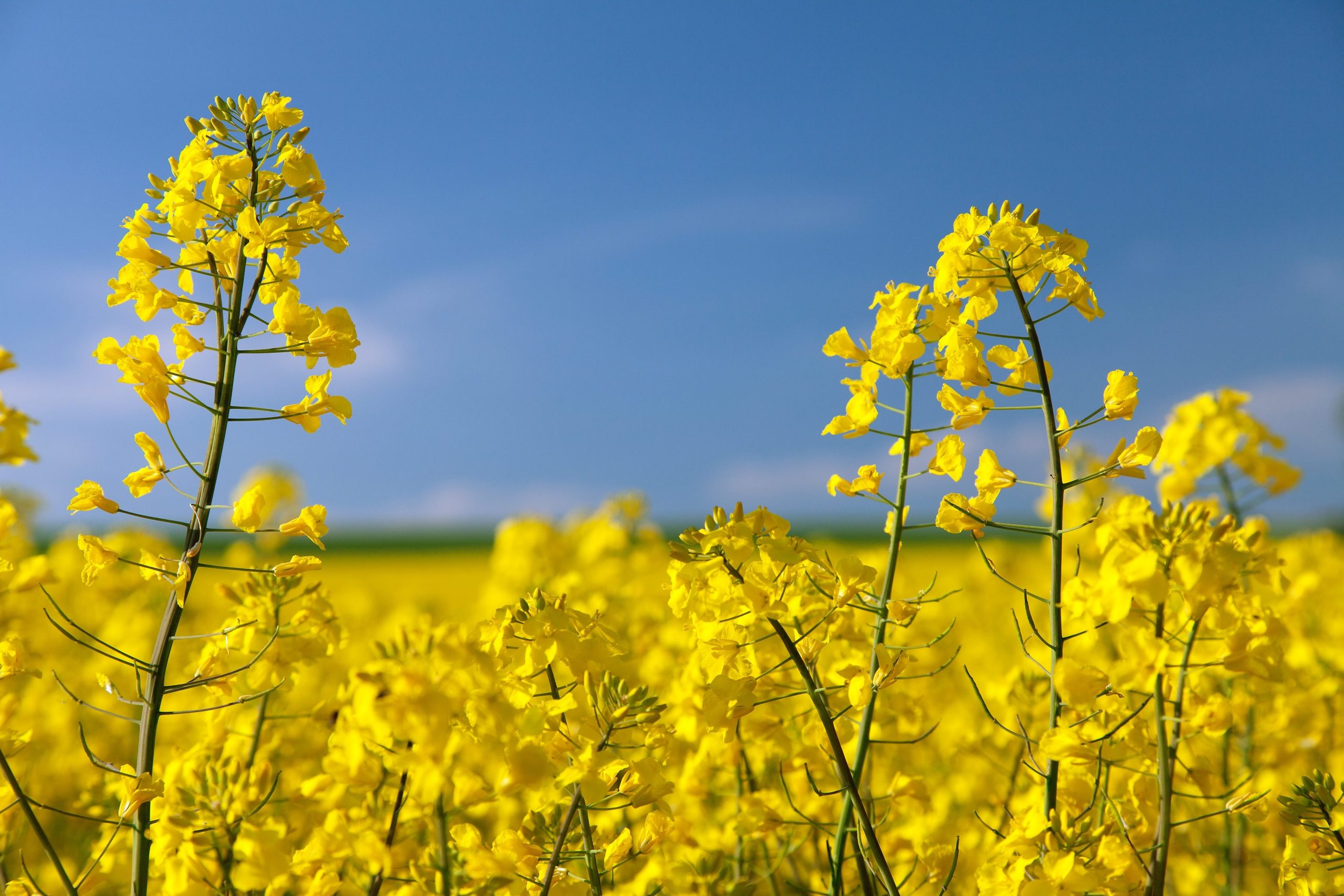 Canola-fields-in-Kansas-scaled.jpg