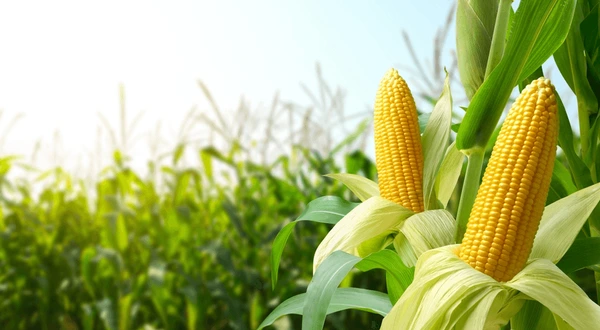 Corn-crop.webp