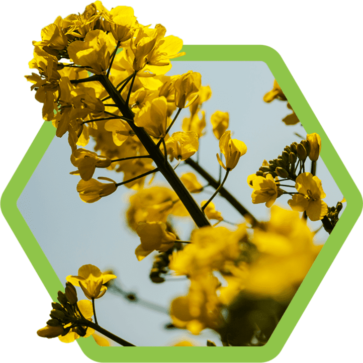 agrami_grafika_glowna_koncowa_rzepak-1.png
