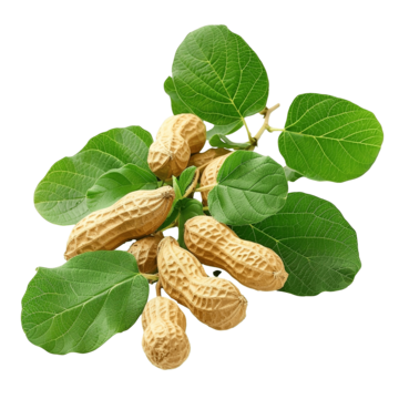 pngtree-peanut-branch-peanut-leaves-png-image_11946690.png