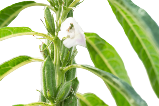 pngtree-sesame-a-tall-annual-herbaceous-plant-flower-grain-green-png-image_12148585.png