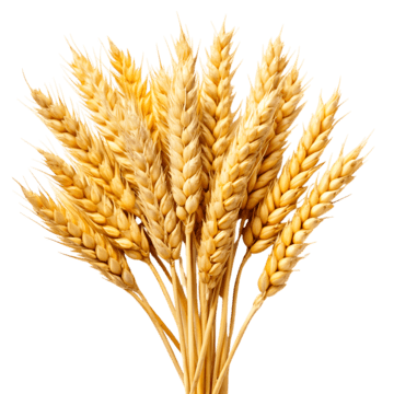 pngtree-wheat-ears-png-image_14025777.png